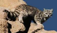 :  , Andean mountain cats