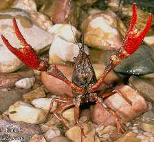   (, )  Procambarus clarkii