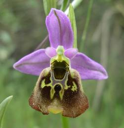  Ophrys 0bornmuelleri