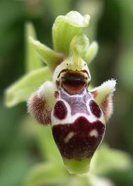  Ophrys_umbilicata