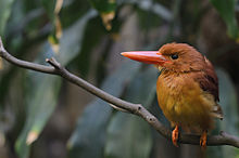  Kingfisher ( Halcyon coromanda )