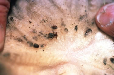 Melophagus ovinus  