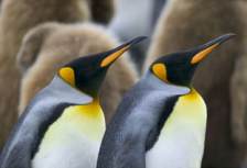 Пингвин Aptenodytes patagonica