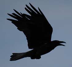 Corvus corax =  
