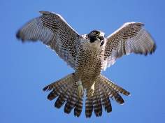 : Falco peregrinus =  , 