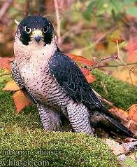  : Falco peregrinus =  , 