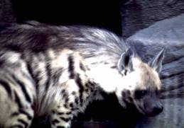 Hyaena hyaena Linnaeus, 1758 =  