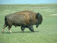 Bison bison Linnaeus =  