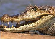 Кайман Caiman crocodilus