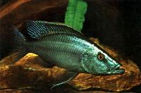   =Dimidiochrornis (Haplochromis) compressiceps