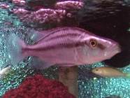   =Dimidiochrornis (Haplochromis) compressiceps