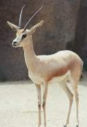 Gazella dorcas Linnaeus = -