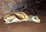  Gazella dorcas Linnaeus = -