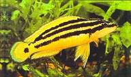  ,   = Julidochromis ornatus