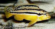  ,   = Melanochromis auratus