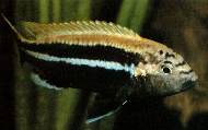   ,   = Melanochromis auratus