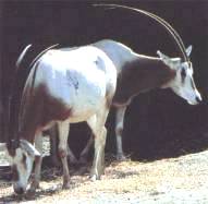 Oryx dammah Smith H., 1827 =  [] 