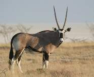 : Oryx gazella Linnaeus = , 