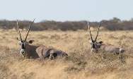 : Oryx gazella Linnaeus = , 