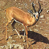 Gazella dorcas Linnaeus = -