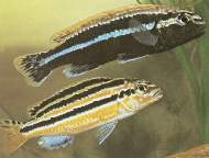  ,   = Melanochromis auratus