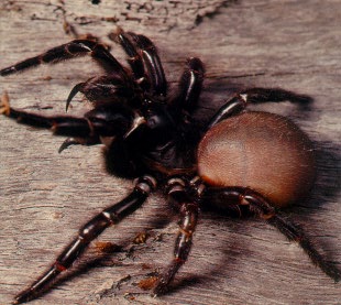    (Northern or tree-dwelling funnel-web spider - Hadronyche formidabilis)