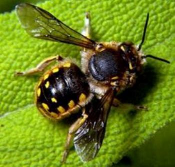Anthidium manicatum Пчела - шерстобит