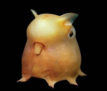 Grimpoteuthis  -  