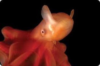 Grimpoteuthis  -  