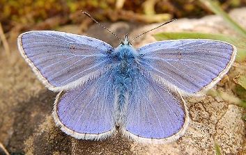 Голубянка бабочка