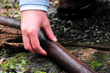 Megascolides australis Австралийский гигантский дождевой червь