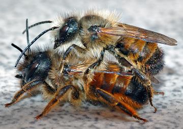 Osmia = Пчёлы-плотники
