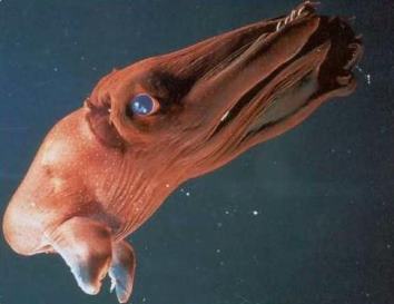 адский кальмар-вампир Vampyroteuthis infernalis