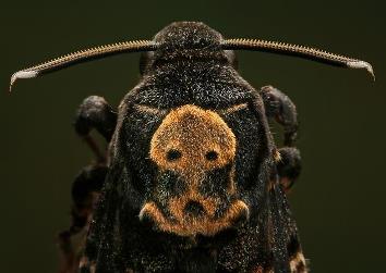 Мёртвая голова (бражник, бабочка). Acherontia atropos