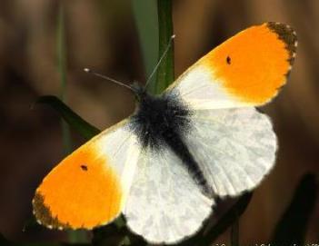 Бабочки-белянки