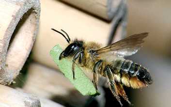 Megachile = Пчёлы-листорезы