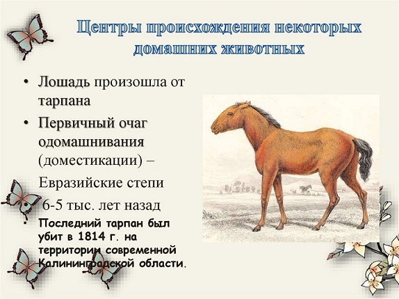 Характеристики рак лошадь. Параметры лошади. Биологические особенности лошадей. Лошадь описание средняя группа. Как ходит лошадь.