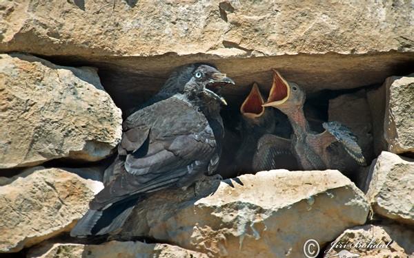 Corvus monedula Галка
