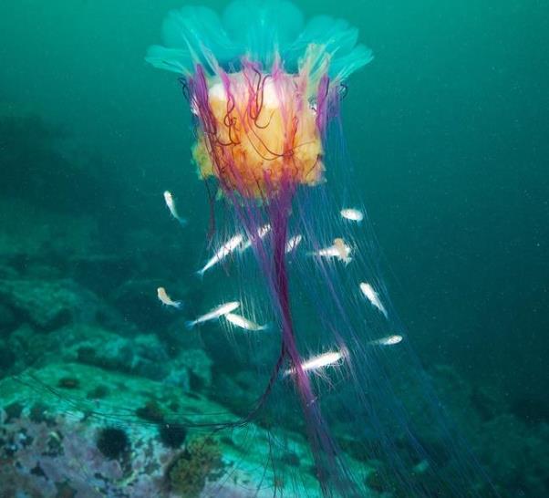 Медуза львиная грива или гигантская арктическая медуза (Cyanea capillata)