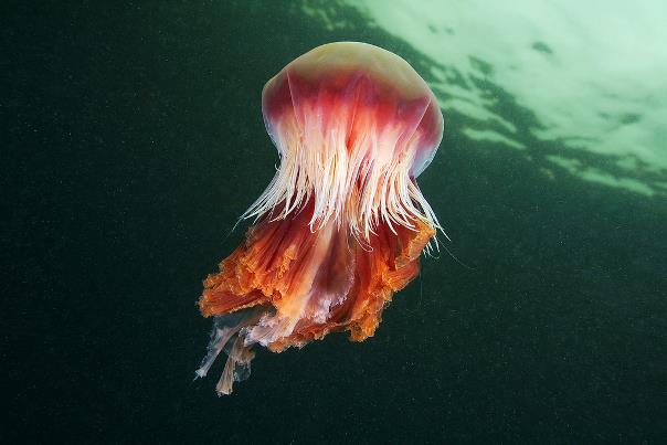 Медуза львиная грива или гигантская арктическая медуза (Cyanea capillata)