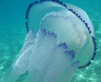 Медуза корнерот (Rhizostoma pulmo)