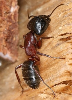 муравьи-древоточцы Camponotus