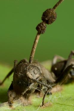 Гриб — кордицепс однобокий (Ophiocordyceps unilateralis)