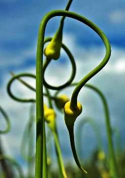  = Allium sativum