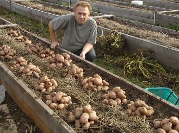 картофель - органическое земледелие