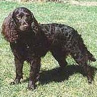 Собака породы Американский водяной спаниель, Spaniel American Water