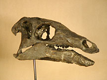 Camptosaurus † Marsh, 1885 = Камптозавр