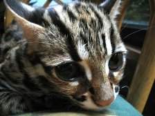 Амурская кошка, азиатский дальневосточный кот