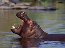 Hippopotamus Linnaeus, 1758 = Бегемоты