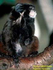  Saguinus nigricollis =  (Black-mantled Tamarin) 